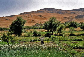 Halvaie village